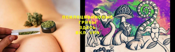 прущие грибы Новокубанск